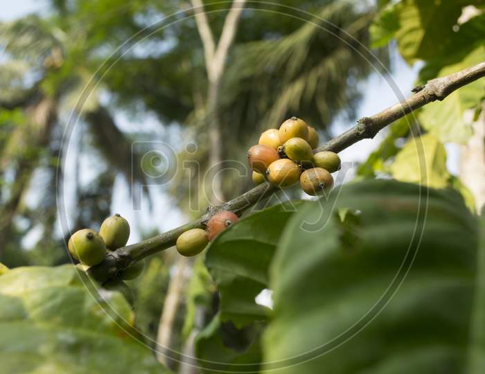 Coffee Beans On A Coffee Plant Branch With Green Leaves