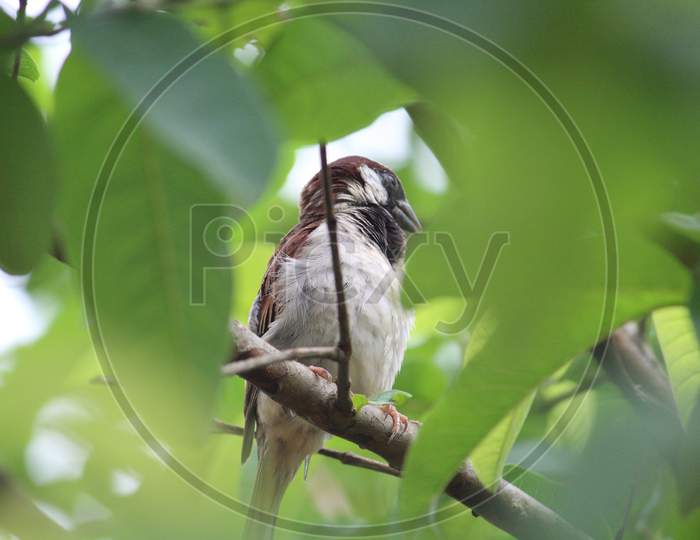 Male Sparrow sitting on tree
