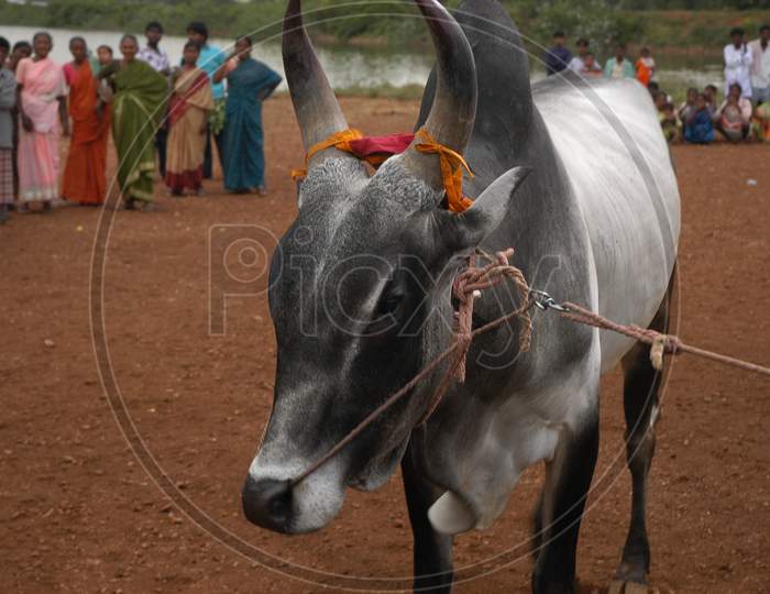 Cow At Rural Home