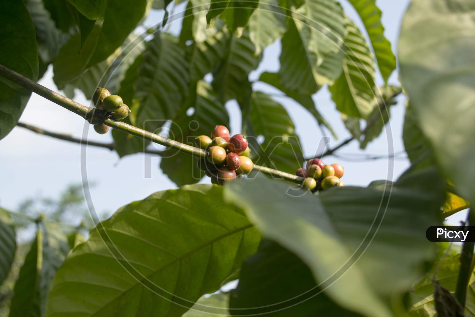 Coffee Beans On A Coffee Plant Branch