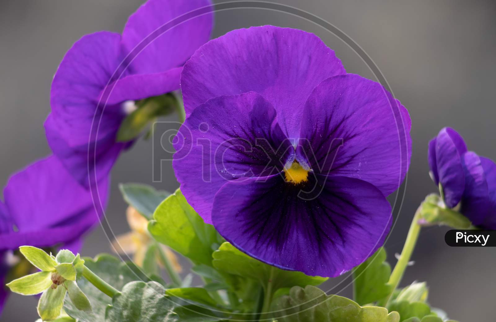 Garden Pansy Flower With Selective Focus, Perfect For Wallpaper