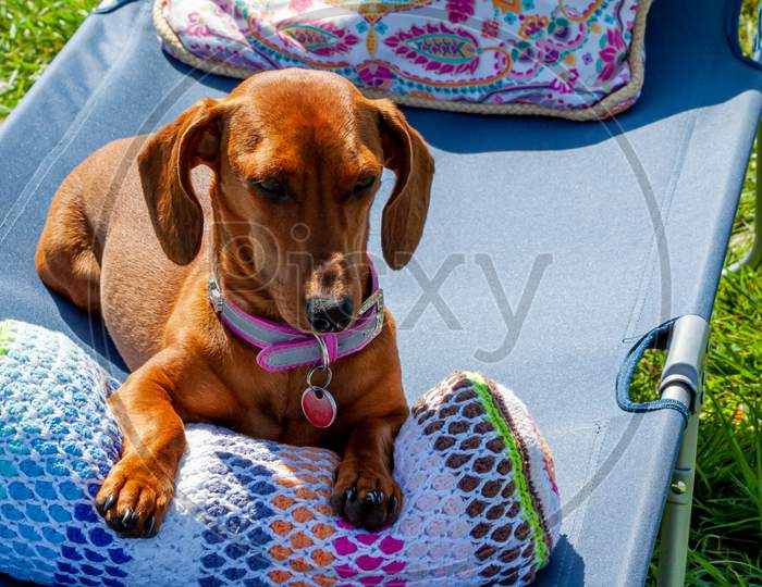 Beautiful Brown Dachshund Sitting Comfortably On A Blue Sunbathing Lounge Chair With Colored Cushions, Wonderful Spring Day Of Relaxation In Oensel South Limburg In The Netherlands Holland