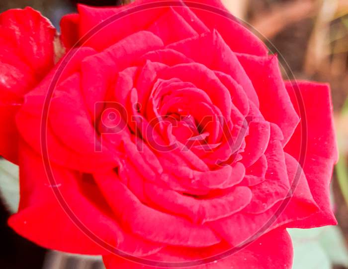 Red Rose Portrait Photo Close Shot In Daylight