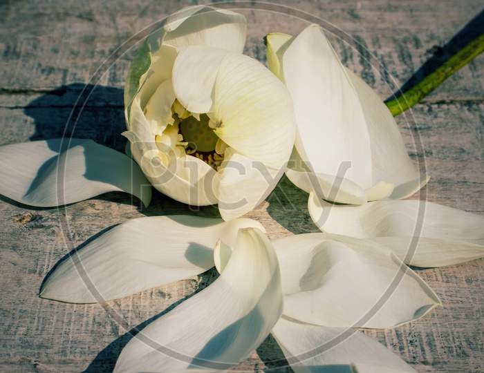 White Lotus Flower On Wooden Surface With Selective Focus, Perfect For Wallpaper