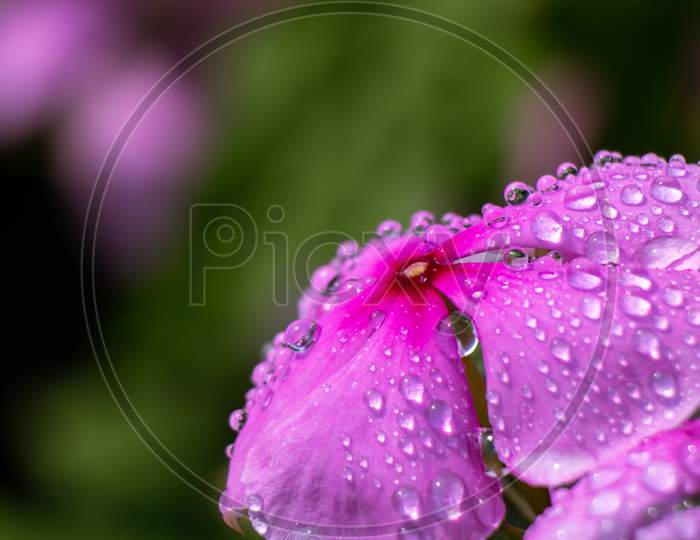 Madagascar Periwinkle Flower Or Bright Eyes Flower With Water Droplets With Selective Focus, Perfect For Wallpaper