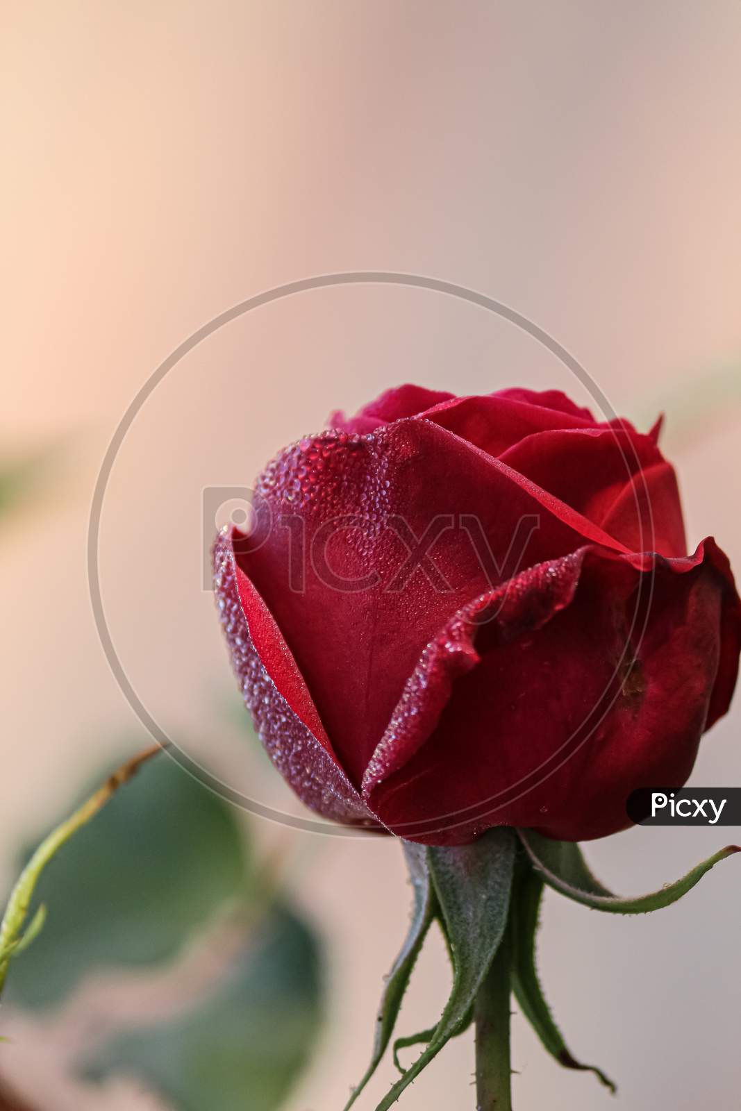 single red rose with water drops
