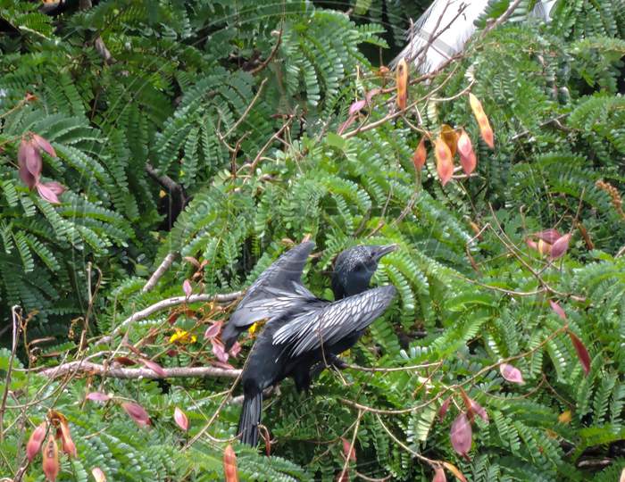 Indian Cormorant In Asia For Breeding During Monsoon On Tree