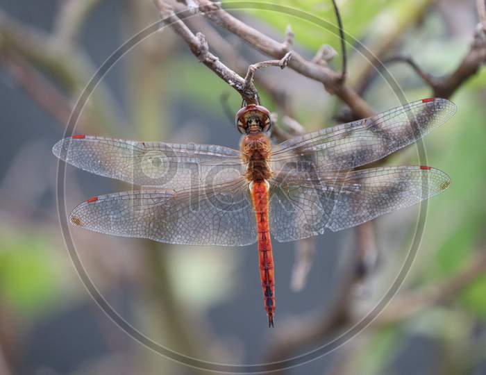 Red-veined darter , Dragonfly