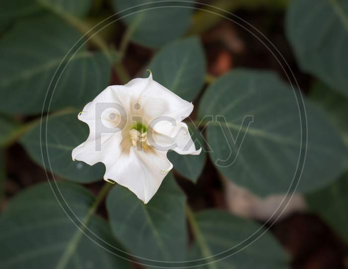 Datura Flower On The Plant With Selective Focus