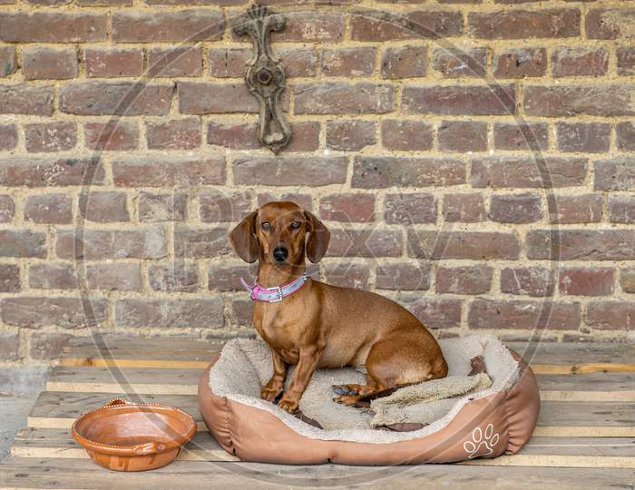 Brown Dachshund Dog Looking At The Camera Sitting On His Weathered Bed Next To A Clay Pot That Is On A Wooden Pallet With An Old Brick Wall With An Old Blacksmith Ornament In The Background
