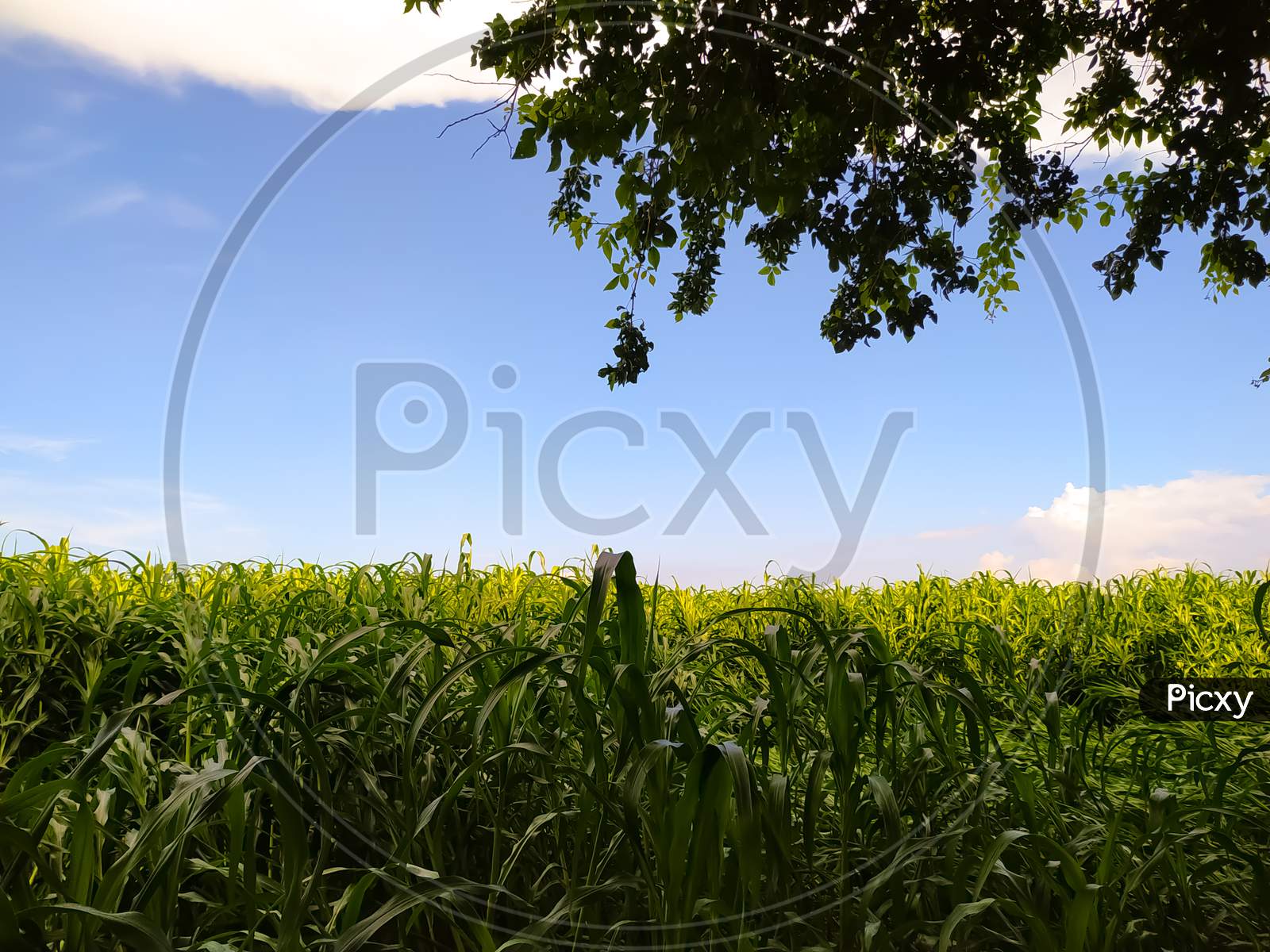 Green Grass Field With Blue Sky