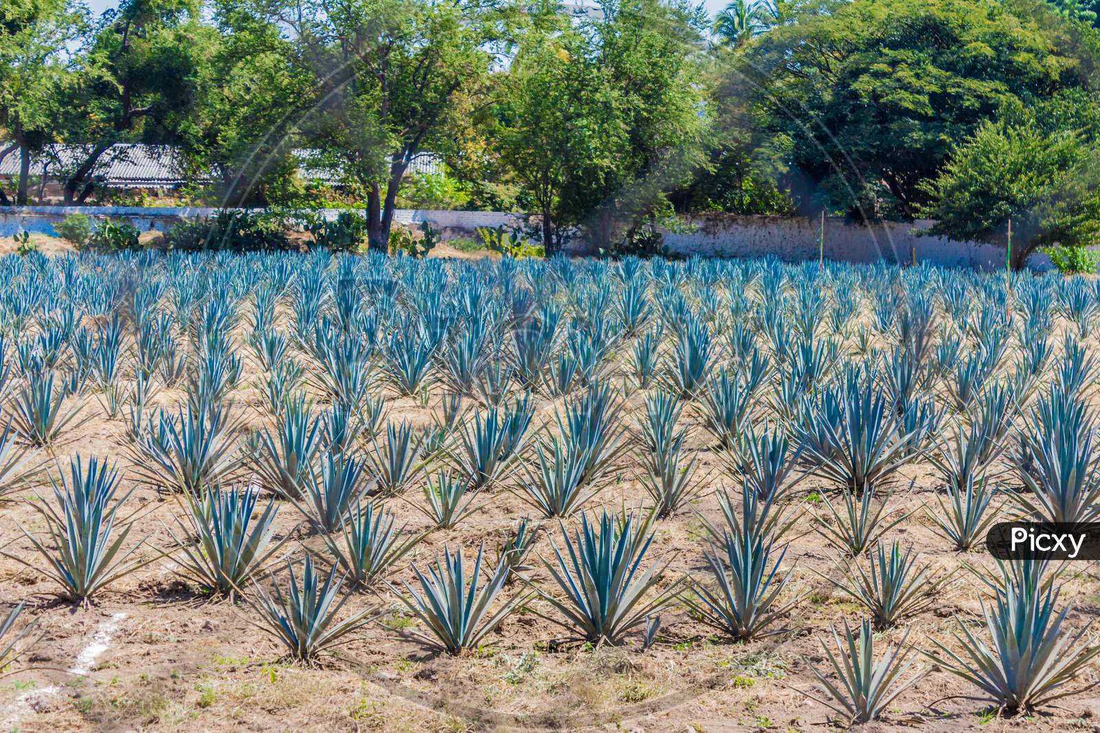 Beautiful View Of An Blue Agave Plantation In Tequila Jalisco Mexico With Trees In The Background On A Wonderful And Sunny Day