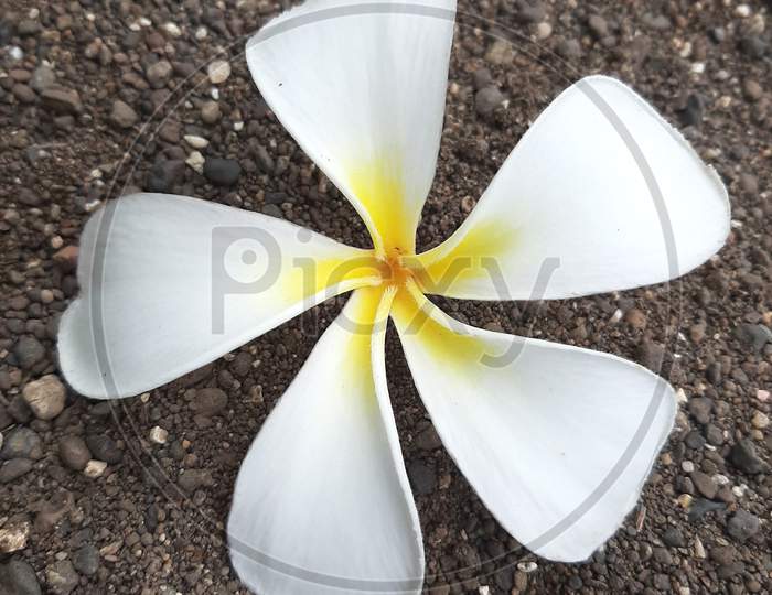 white flowers with yellow centers. A tropical tree whose flowers are used for Hawaiian leis ...