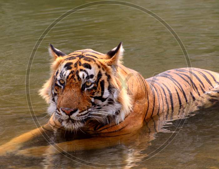Royal Bengal Tiger T24 Ustad