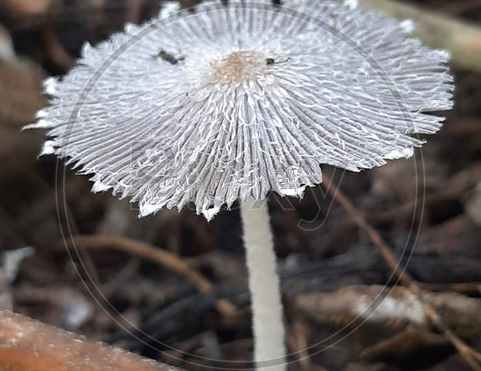 Mushroom in white colour in rainy season