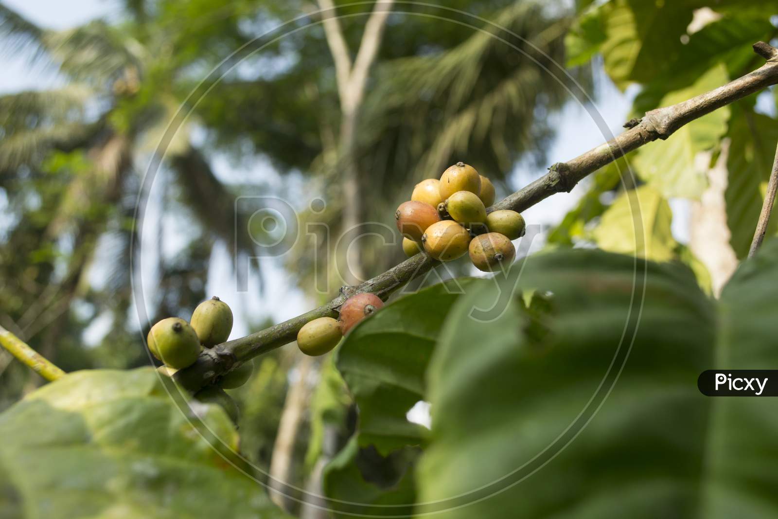 Coffee Beans On A Coffee Plant Branch With Green Leaves