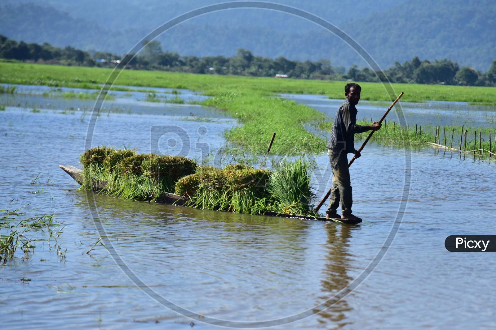 Farmers Collect Fodder For Their Domesticated Animals Near The Fields Submerged By Monsoon In Morigaon District Of Assam On August 19,2020.