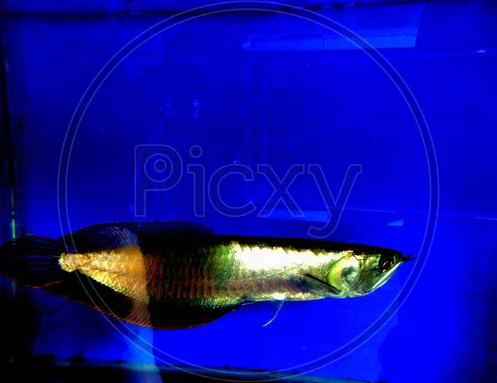 Asian Arowana Fish Inside A Glass Aquarium