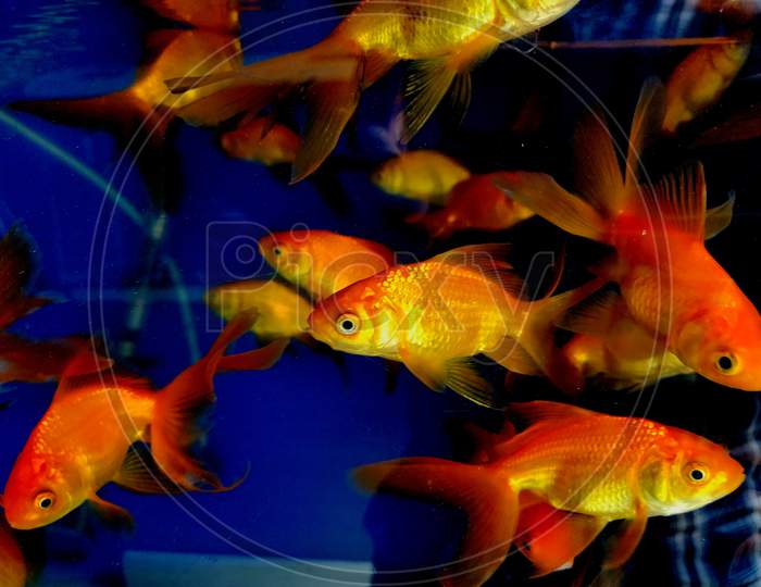Numerous Goldfish Swimming In A Glass Aquarium