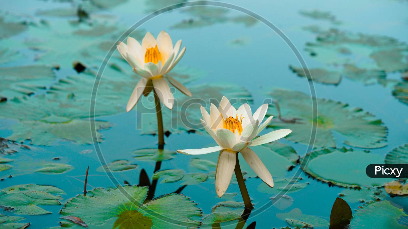 Floating Lotus Flowers Pond a beautiful white lotus in ponds wide photo