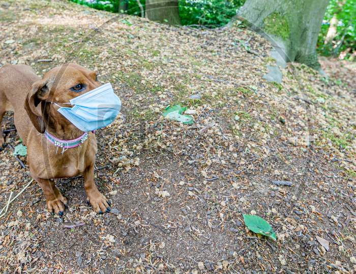 Brown Dachshund Wearing A Medical Mask In The Forest, Side View, Preventing The Spread Of Covid-19 Amid The Coronavirus Outbreak, Fun And Conceptual Image