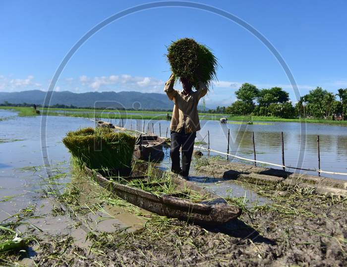 Farmers Collect Fodder For Their Domesticated Animals Near The Fields Submerged By Monsoon In Morigaon District Of Assam On August 19,2020.