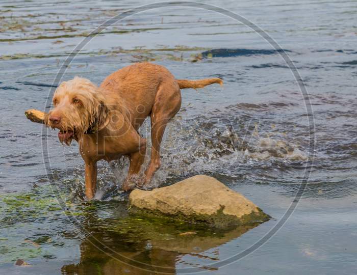 Wirehaired Vizsla Dog Running In Water With A Piece Of Wood In Its Snout