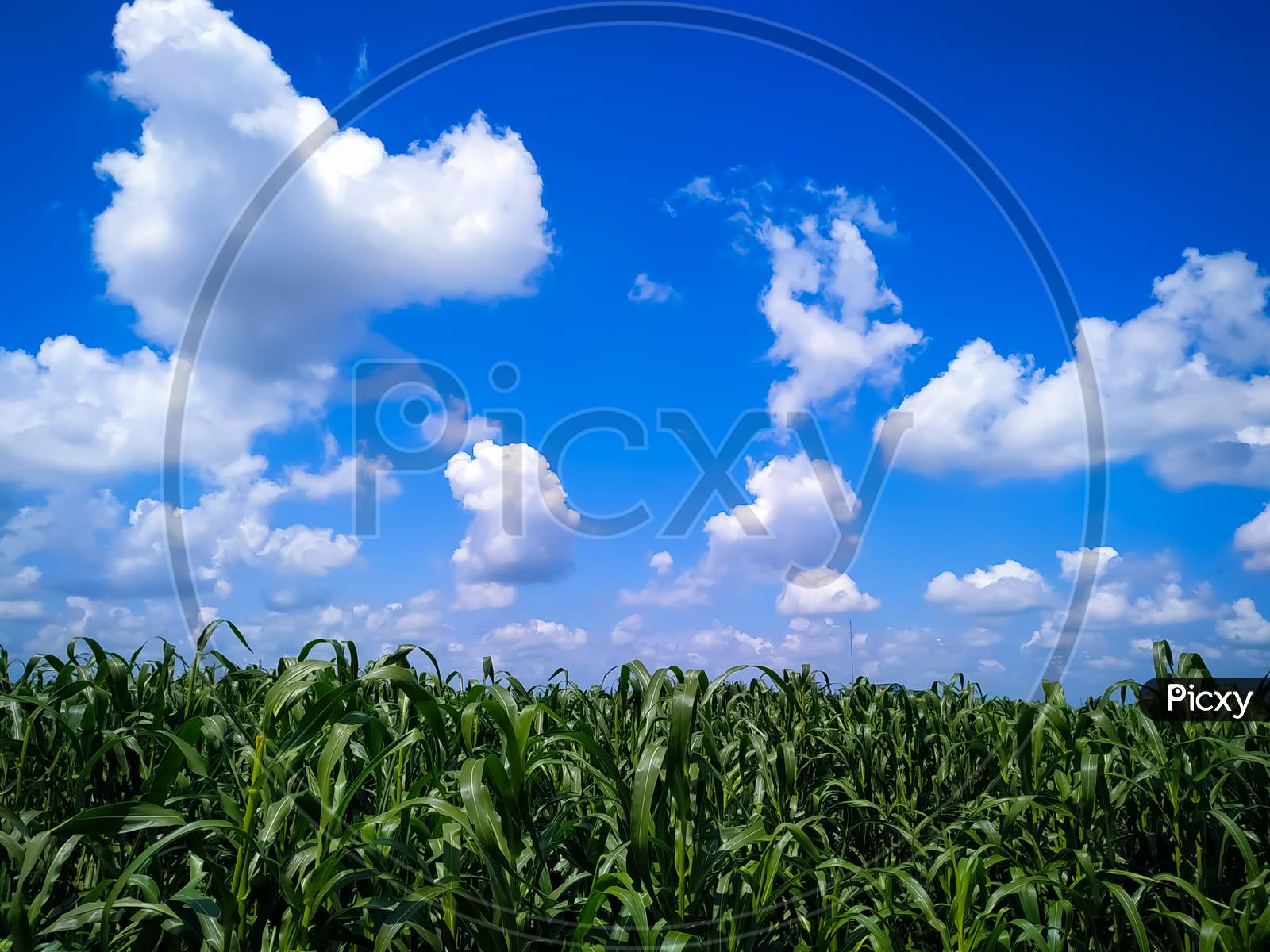 Millet Plants Field Against Blue Sky