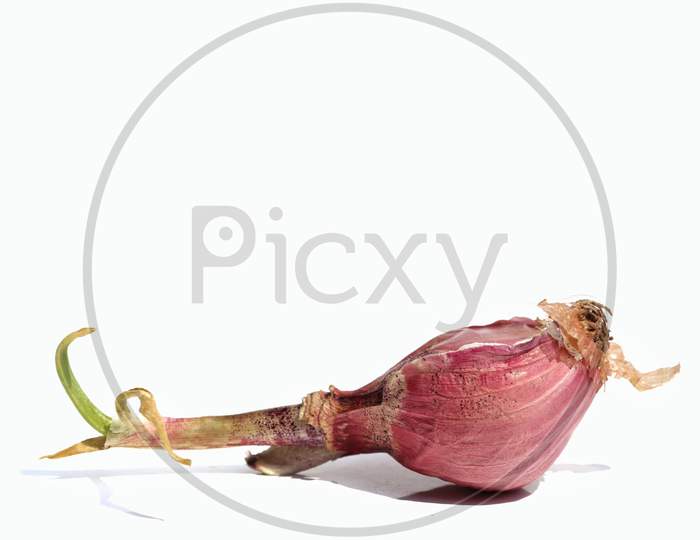 Closeup Of Sprouting Onion Isolated On White Background