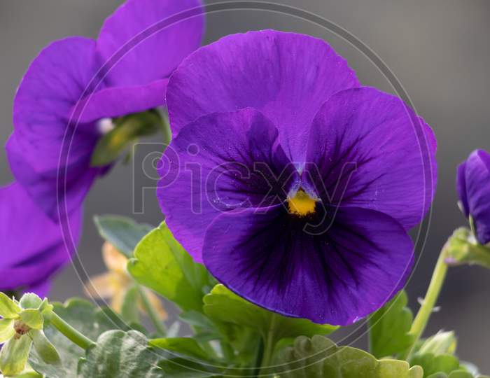 Garden Pansy Flower With Selective Focus, Perfect For Wallpaper