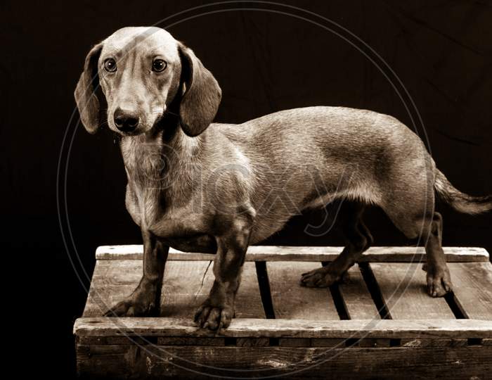 Black And White Image Of A Dachshund On A Wooden Box In A Photo Studio