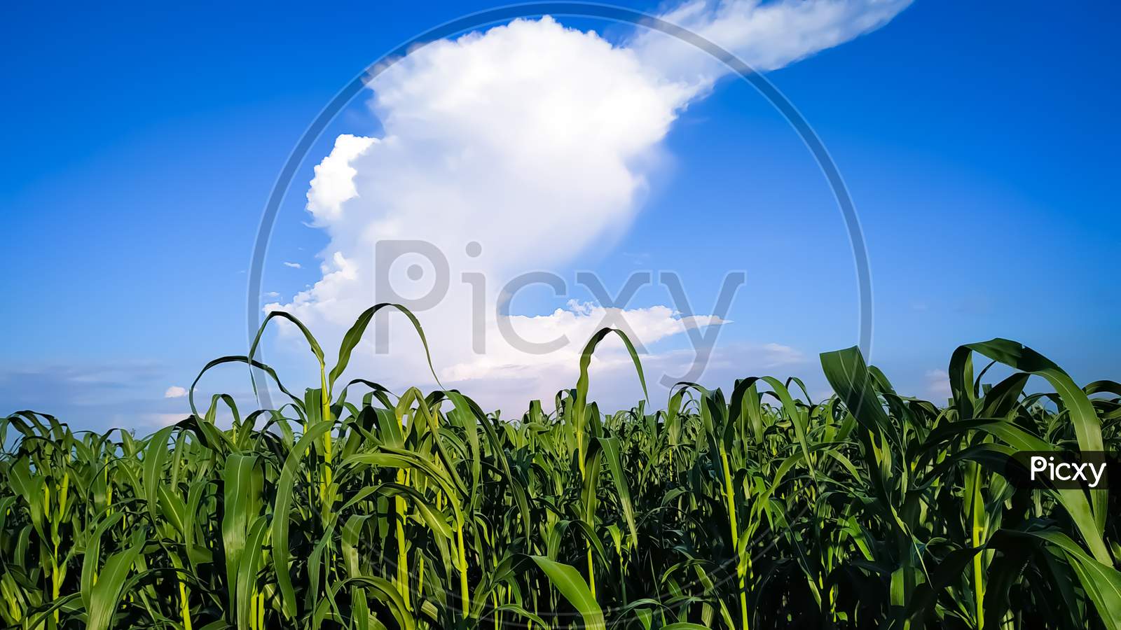 Millet Plants Field Under Blue Sky