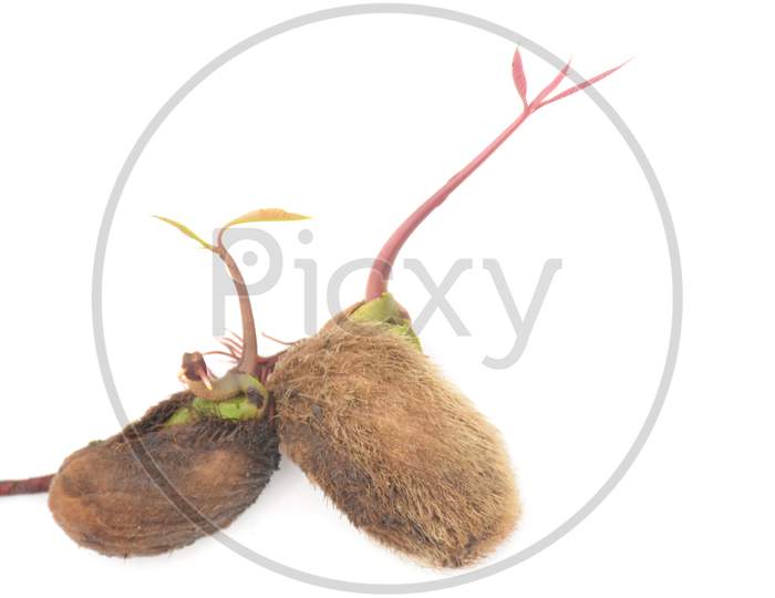 The Brown Red Mango Complex Soil Heap Isolated On White Background