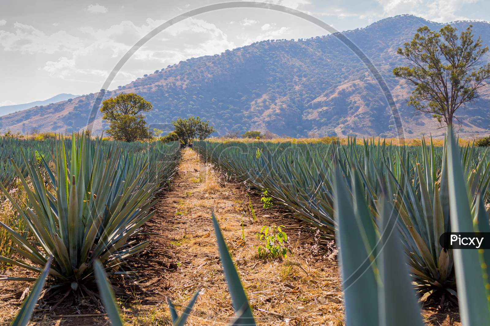 Path Between Two Straight Lines Of Blue Agave In A Tequila Plantation With A Hill And Trees In The Background On A Wonderful And Sunny Day In Tequila Jalisco Mexico