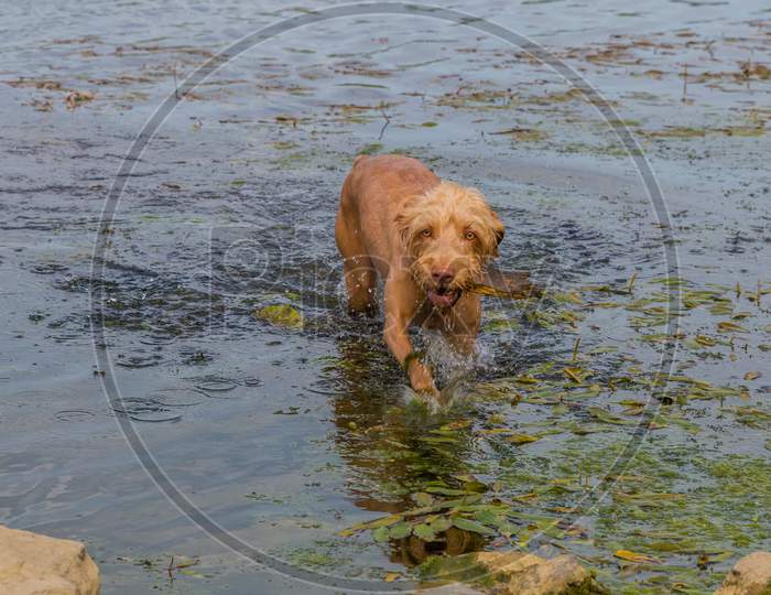 Beautiful Wirehaired Vizsla Dog Walking In The Water With Plants And Algae