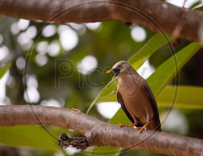Chestnut Tailed Starling Bird Or Grey Headed Myna Sitting On A Branch With Selective Focus