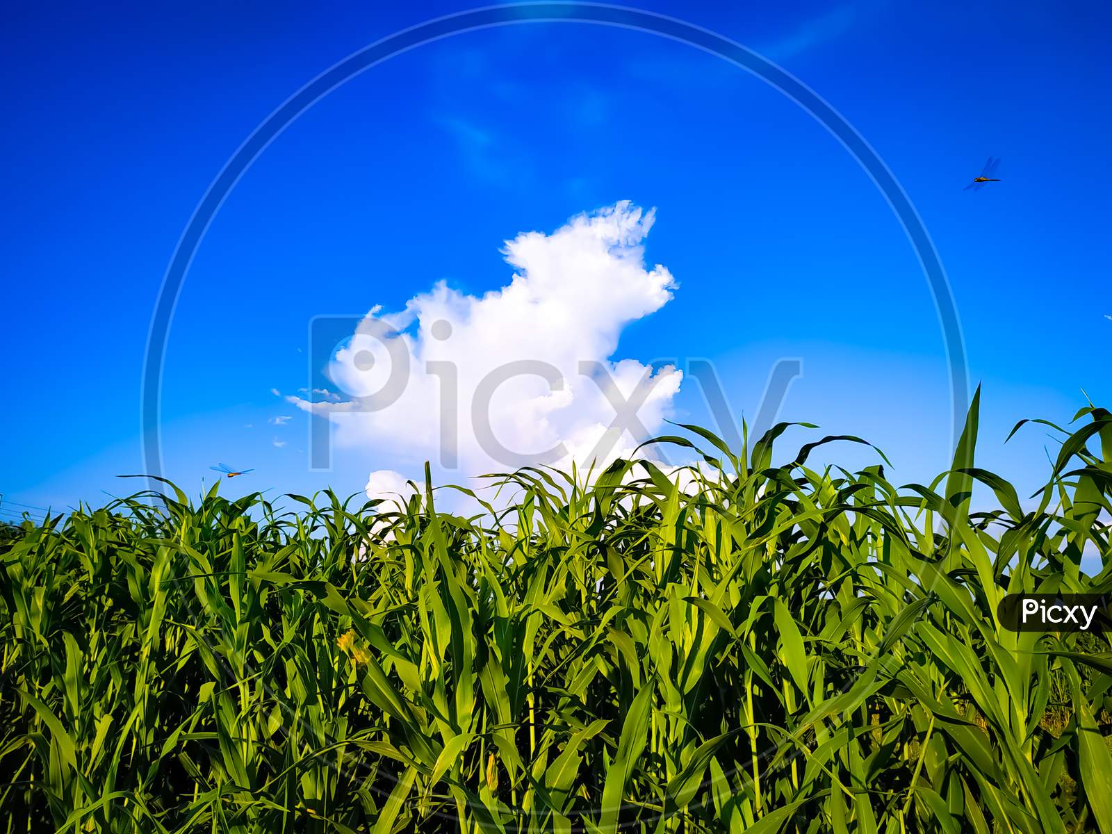 Millet Plants Field Under Blue Sky
