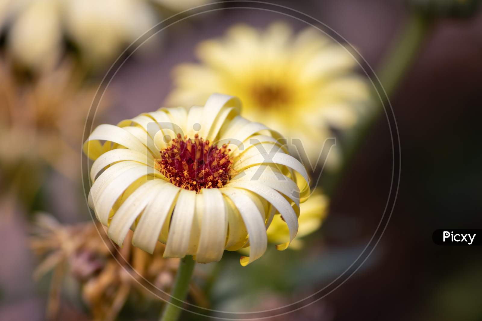 Beautiful Daisy Flower With Selective Focus, Perfect For Wallpaper