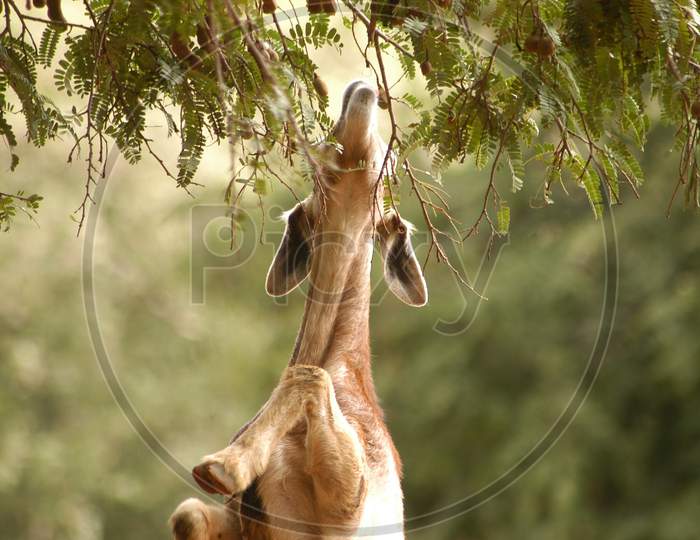 Goat eating on Tree