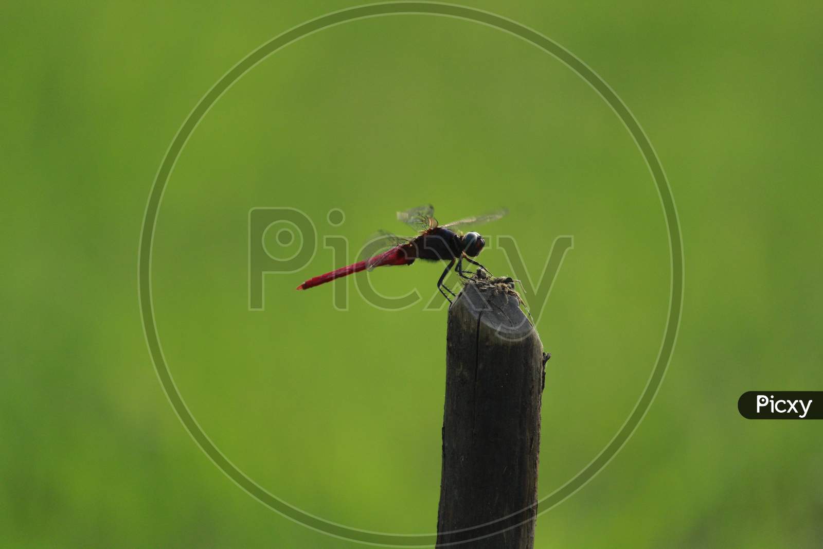 Red Dragonfly sitting on tree