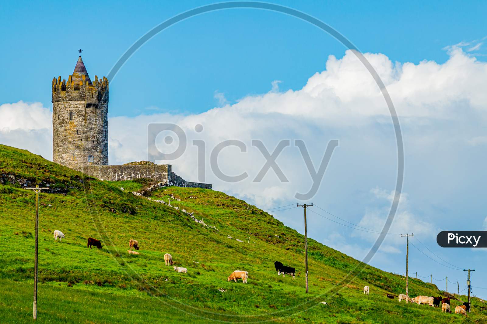 Beautiful View Of A Field With Cattle Grazing With The Doonagore Castle Tower In The Background In The Coastal Town Of Doolin, Wild Atlantic Way, Sunny Spring Day In County Clare In Ireland