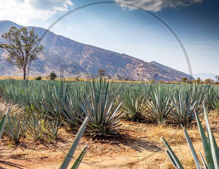 Blue Agave Plantation With Mountains In The Background In Tequila Jalisco Mexico On A Sunny Day