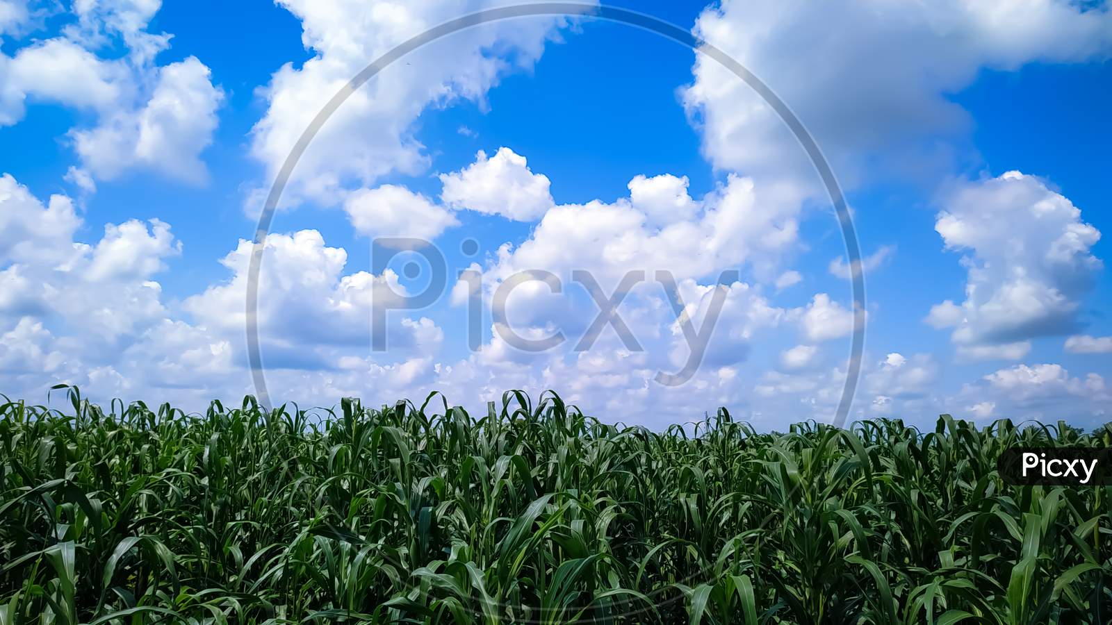 Millet Plants Field Against A Blue Sky