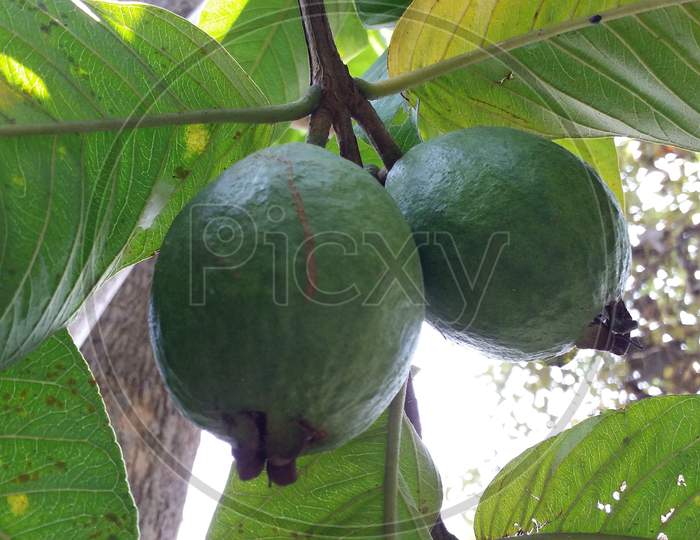 Guava fruit plant
