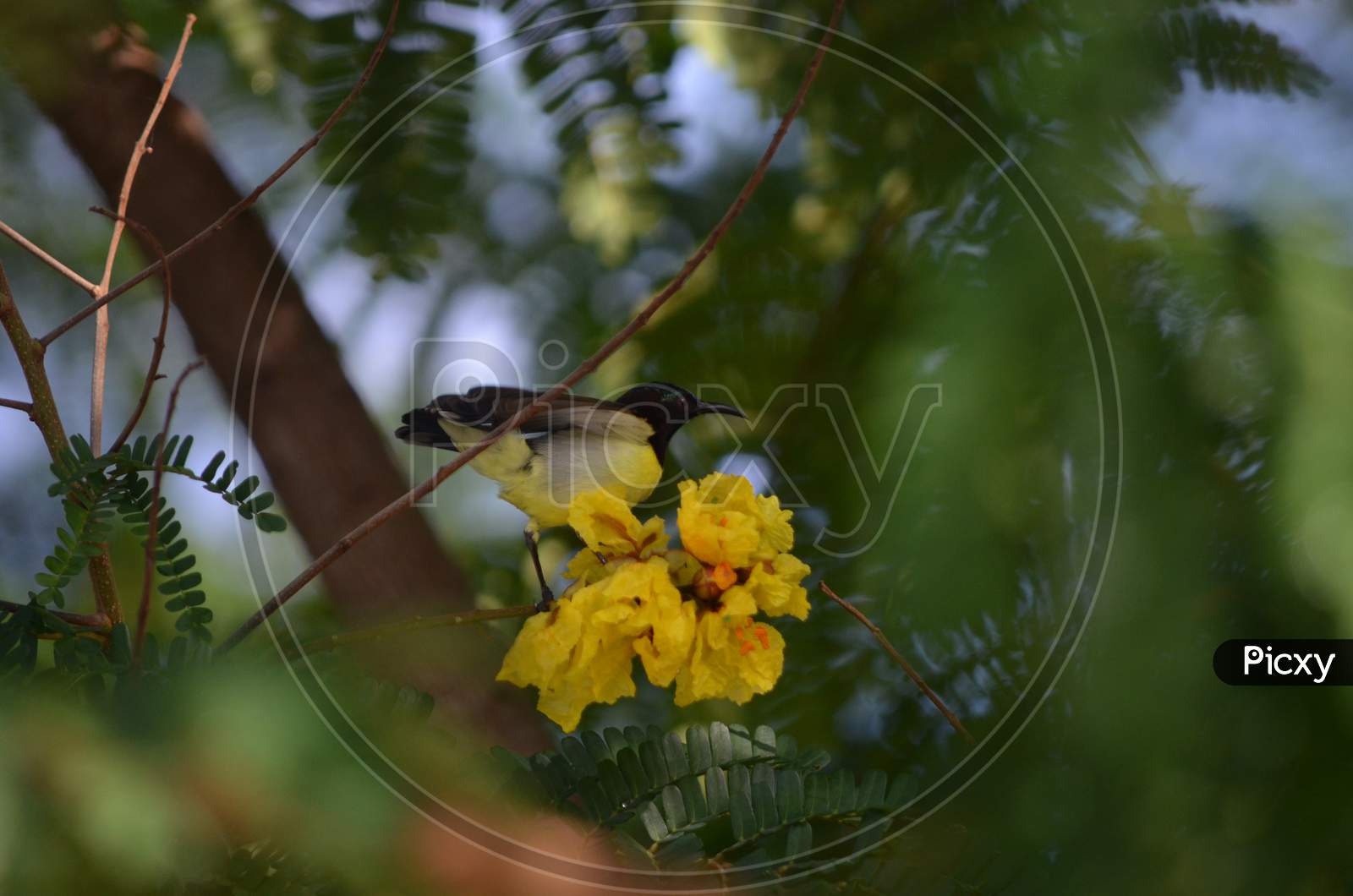 Bee Humming Bird