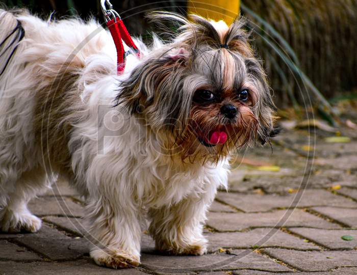 Shih Tzu Dog Breed With A Cute Pony Tail On Its Head With Tongue Out Photographed Outside On A Sunny Day