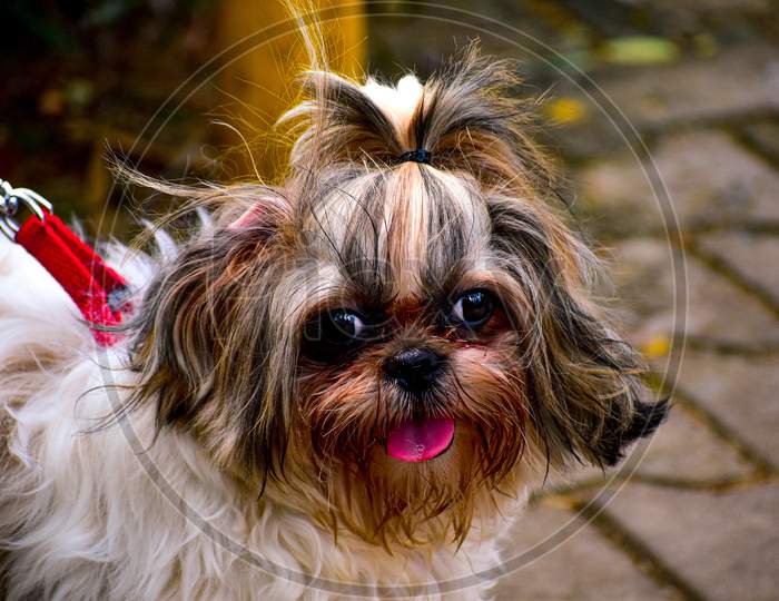 Shih Tzu Dog Breed With A Cute Pony Tail On Its Head With Tongue Out Photographed Outside On A Sunny Day