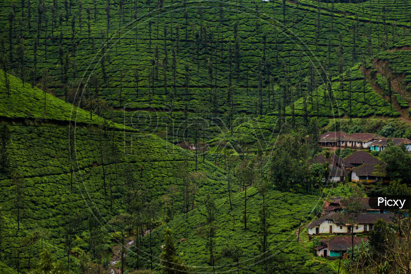 aerial view of a village in the mountains , Tea plantation around a village