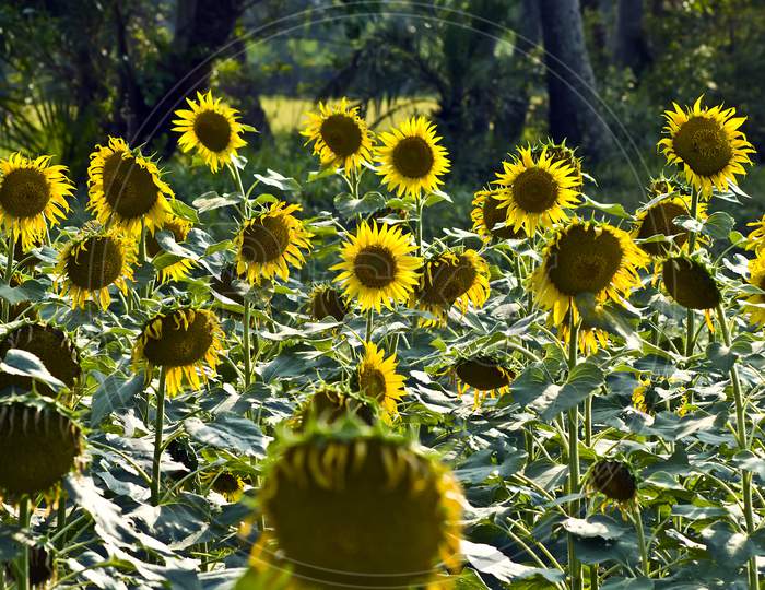 The Sunflower field.