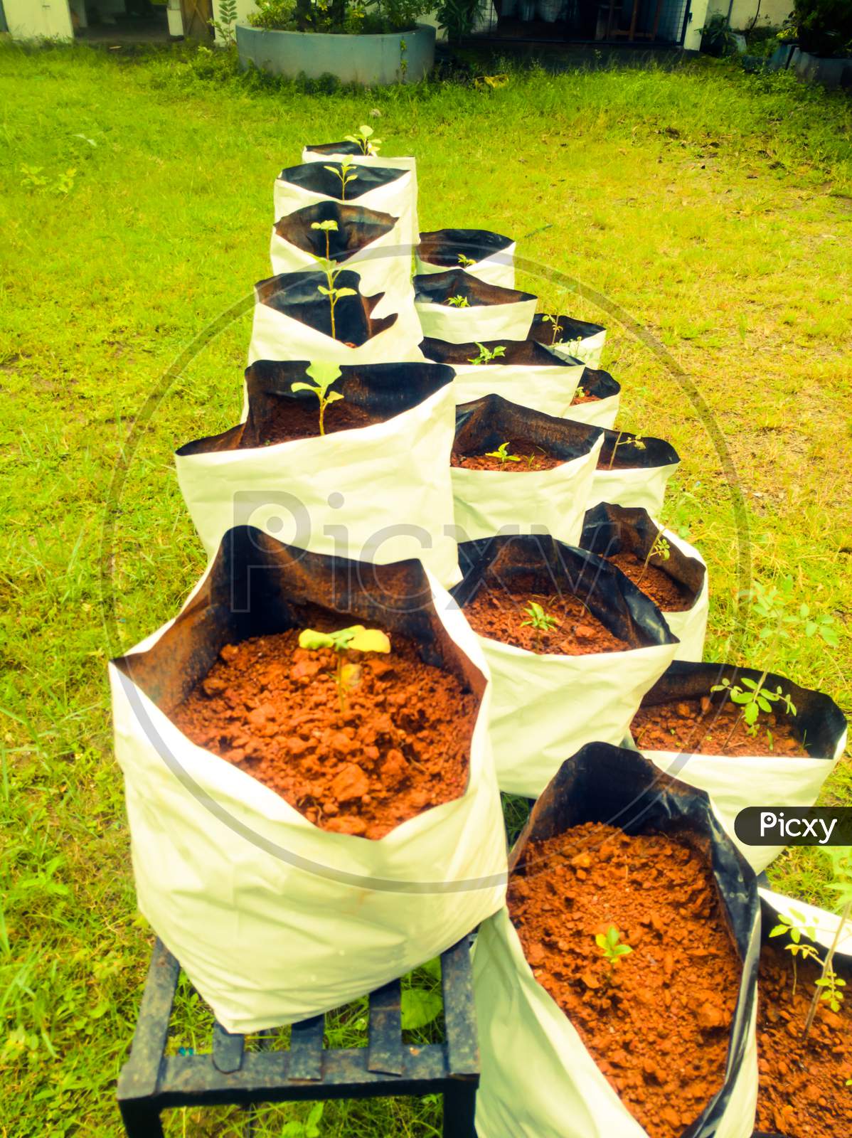 Grow Bags with Vegetable Saplings in a Vertical Stand Outside